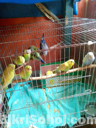 বাজরিগর পাখি